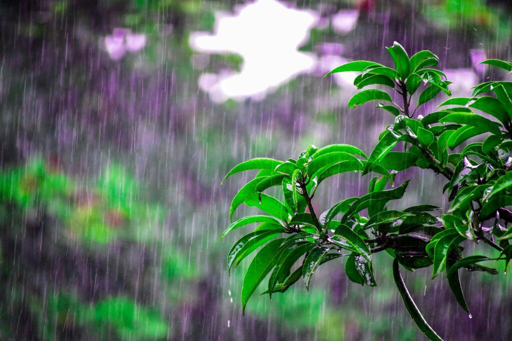 Kerala rainy season nature